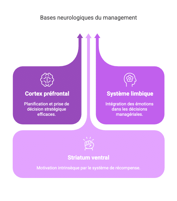Bases neurologiques du management Schéma présentant les bases neurologiques du management