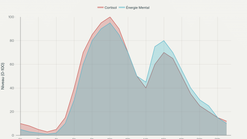 Rythmes circadiens optimaux pour la gestion d'énergie d'un dirigeant